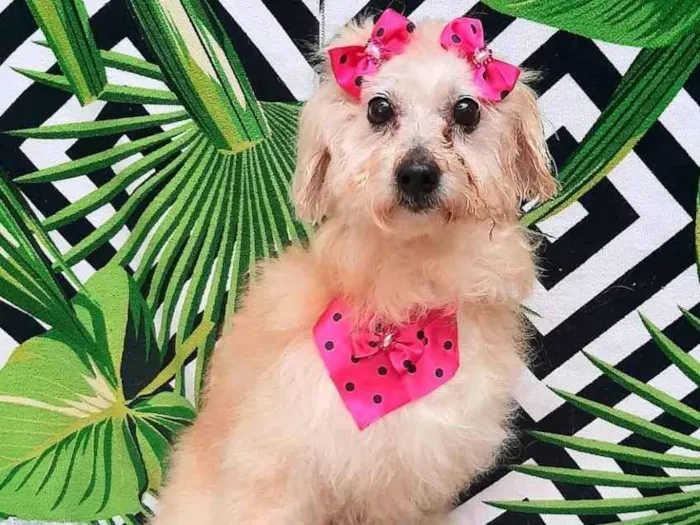 Cachorro raça Srd idade 6 ou mais anos nome Maria 