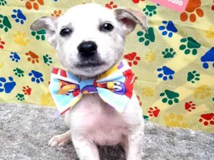Cachorro raça Srd idade 2 a 6 meses nome Smile 