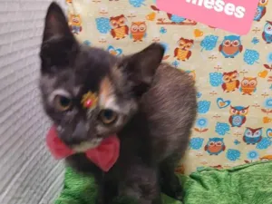 Gato raça Srd idade 2 a 6 meses nome Tigresa