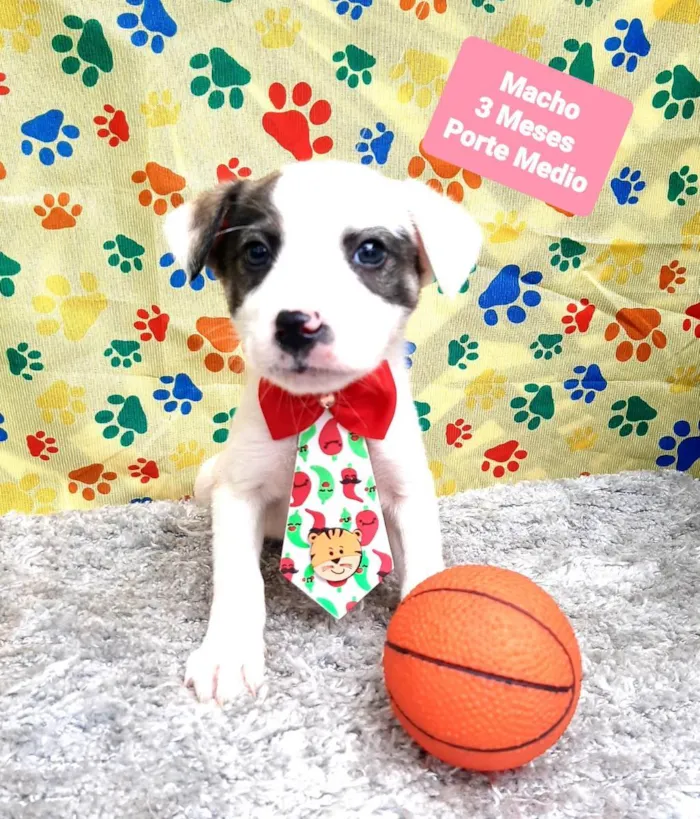 Cachorro raça Srd idade 2 a 6 meses nome Dex