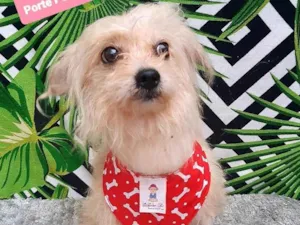 Cachorro raça Srd idade 4 anos nome Nino
