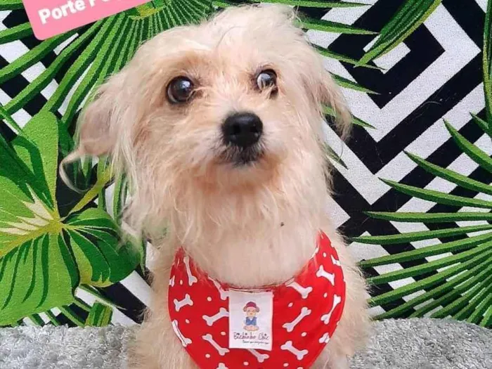 Cachorro raça Srd idade 4 anos nome Nino