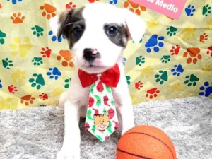 Cachorro raça Srd idade 2 a 6 meses nome Dex