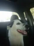 Pirata
