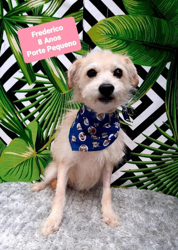 Cachorro raça Srd idade 6 ou mais anos nome Frederico 