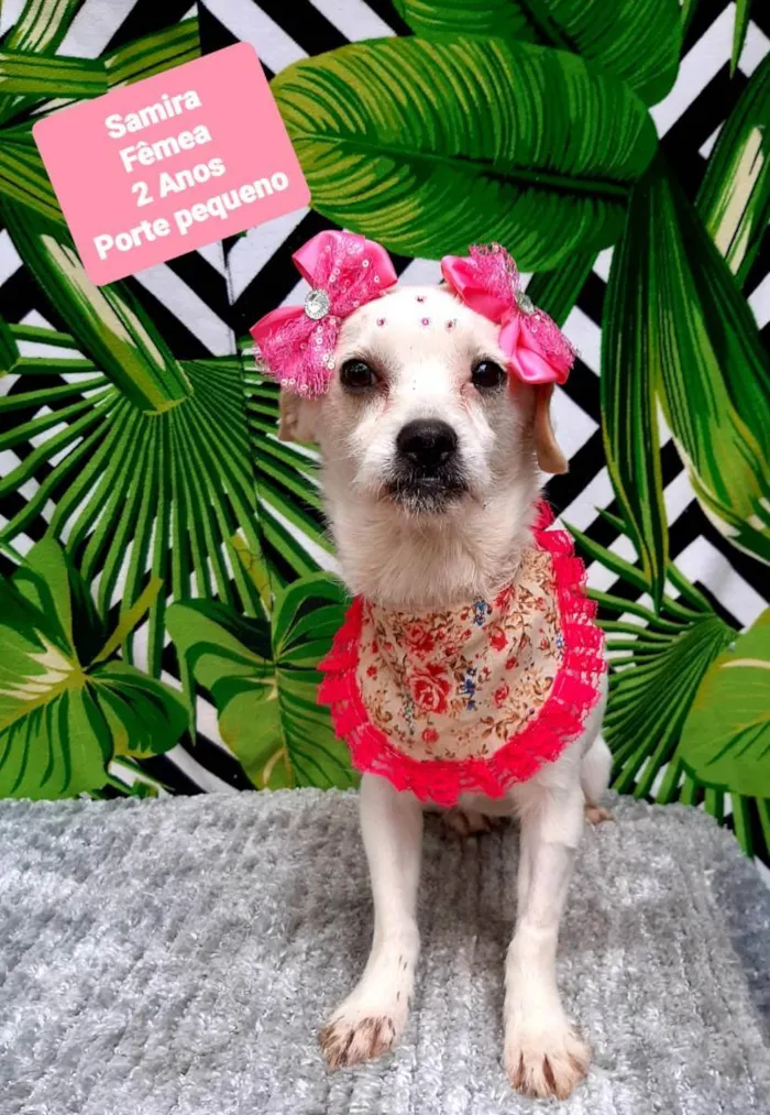 Cachorro raça Srd idade 2 anos nome Samira