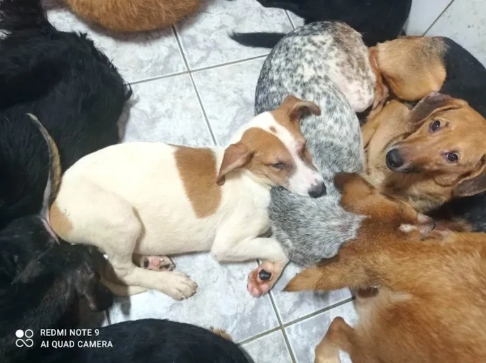 Cachorro raça SRD idade 2 a 6 meses nome Max