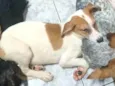 Cachorro raça SRD idade 2 a 6 meses nome Max