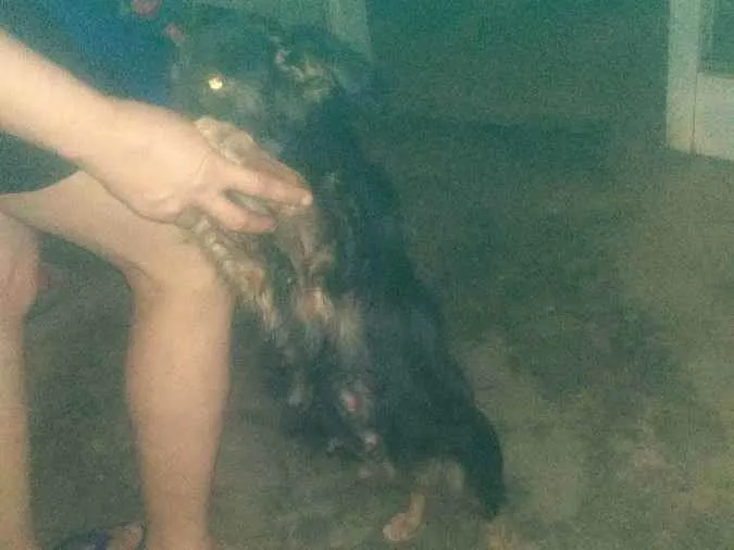 Cachorro ra a Vira lata  idade Abaixo de 2 meses nome Sem nome 