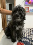 Cachorro raça SRD  idade 2 a 6 meses nome Sem Nome