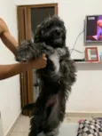 Cachorro raça SRD  idade 2 a 6 meses nome Sem Nome