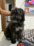 Cachorro raça SRD  idade 2 a 6 meses nome Sem Nome