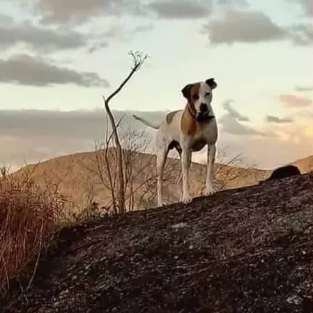 Cachorro ra a SRD idade 5 anos nome Aquiles