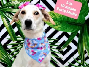 Cachorro raça Srd idade 7 a 11 meses nome Lua