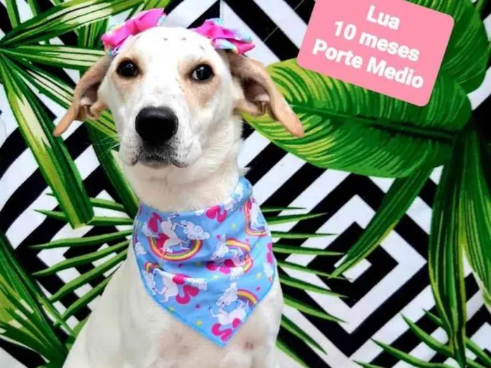 Cachorro raça Srd idade 7 a 11 meses nome Lua