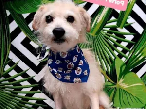 Cachorro raça Srd idade 6 ou mais anos nome Frederico 