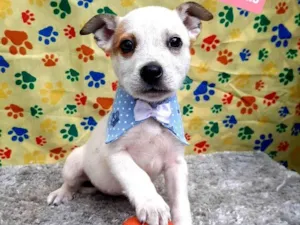 Cachorro raça Srd idade 2 a 6 meses nome Iago