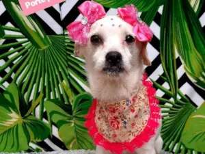 Cachorro raça Srd idade 2 anos nome Samira