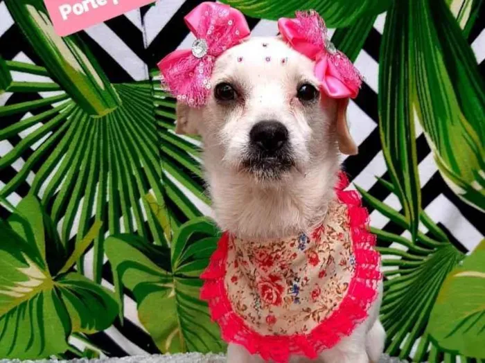 Cachorro raça Srd idade 2 anos nome Samira