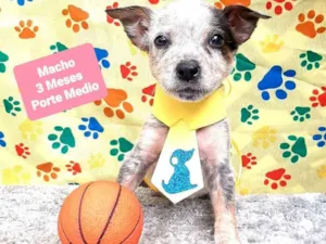 Cachorro raça Srd idade 2 a 6 meses nome Luca