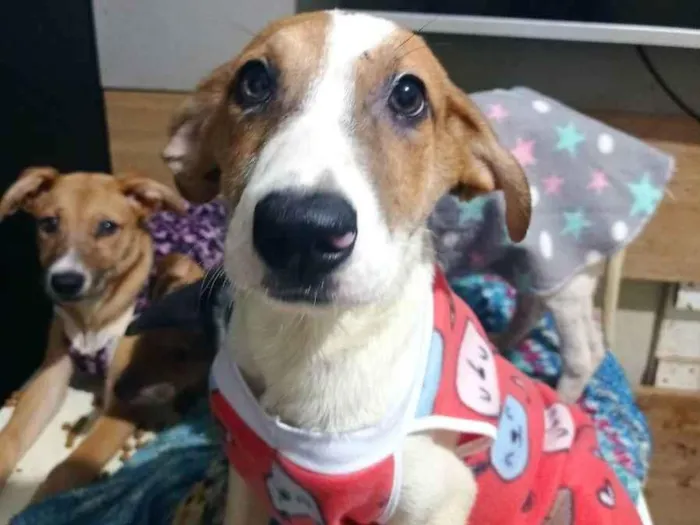 Cachorro raça SRD idade 2 a 6 meses nome Max