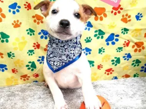 Cachorro raça Srd idade 2 a 6 meses nome Billy