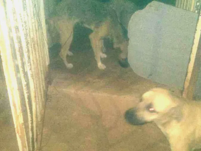 Cachorro ra a Vira lata  idade Abaixo de 2 meses nome Sem nome 