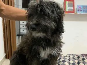 Cachorro raça SRD  idade 2 a 6 meses nome Sem Nome