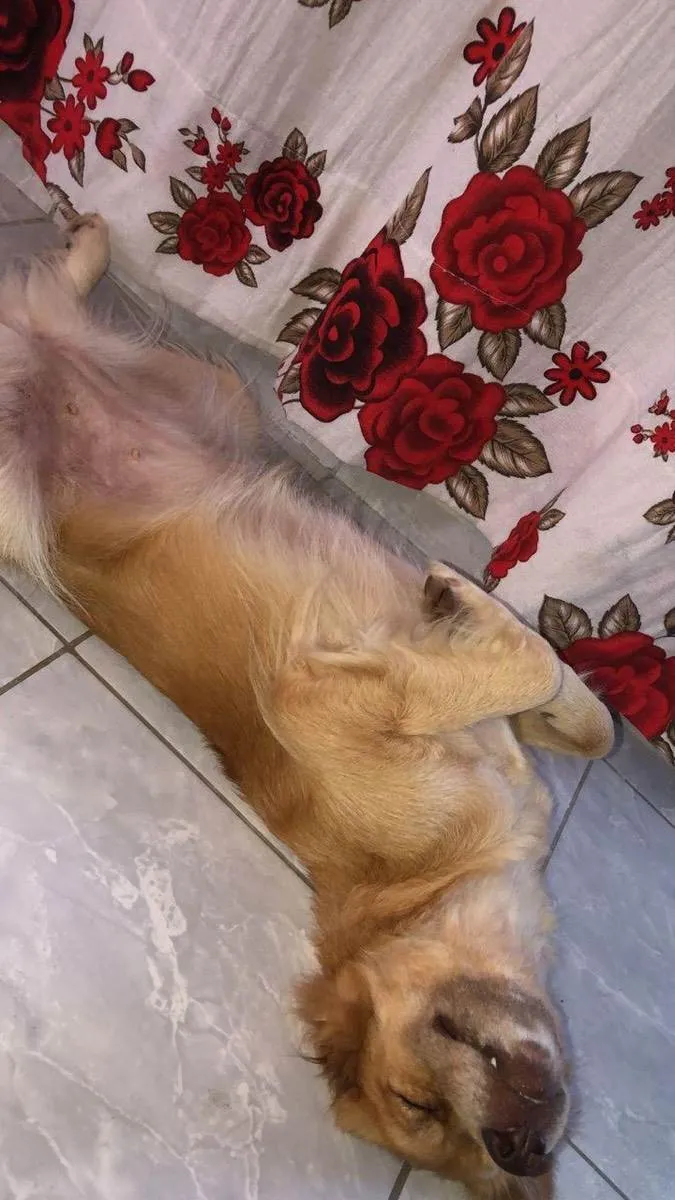 Cachorro ra a Labrador  idade 1 ano nome Mel