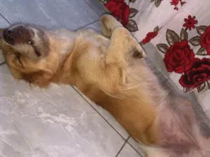 Cachorro raça Labrador  idade 1 ano nome Mel