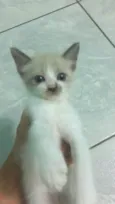 Bebezinhos