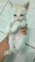 Bebezinhos