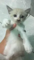 Bebezinhos