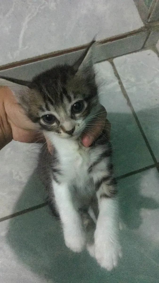 Gato ra a Normal  idade Abaixo de 2 meses nome Bebezinhos 
