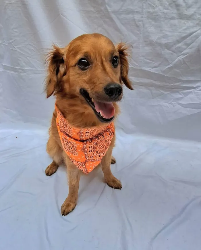 Cachorro raça Sem raça definida idade 1 ano nome Paçoca 