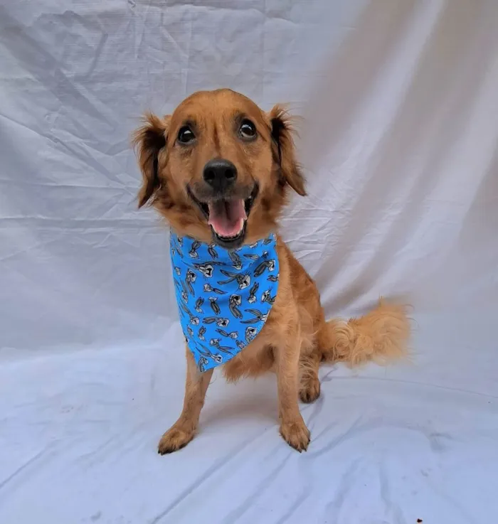 Cachorro raça Sem raça definida idade 1 ano nome Paçoca 