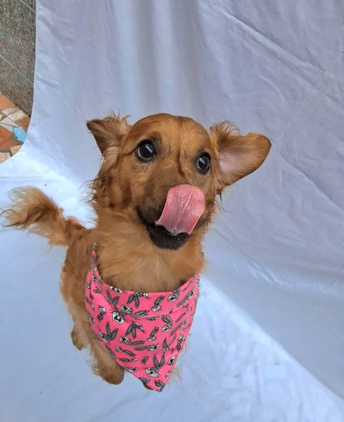 Cachorro raça Sem raça definida idade 1 ano nome Paçoca 