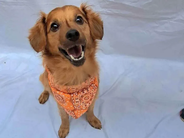 Cachorro raça Sem raça definida idade 1 ano nome Paçoca 