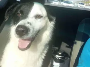 Cachorro raça SRD idade 2 anos nome Pirata 