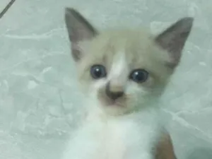 Gato raça Normal  idade Abaixo de 2 meses nome Bebezinhos 