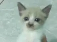 Bebezinhos