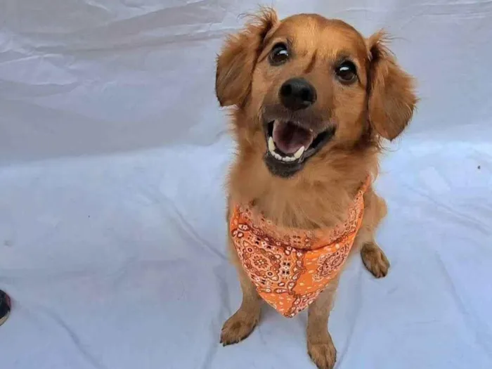 Cachorro raça Sem raça definida idade 1 ano nome Paçoca 