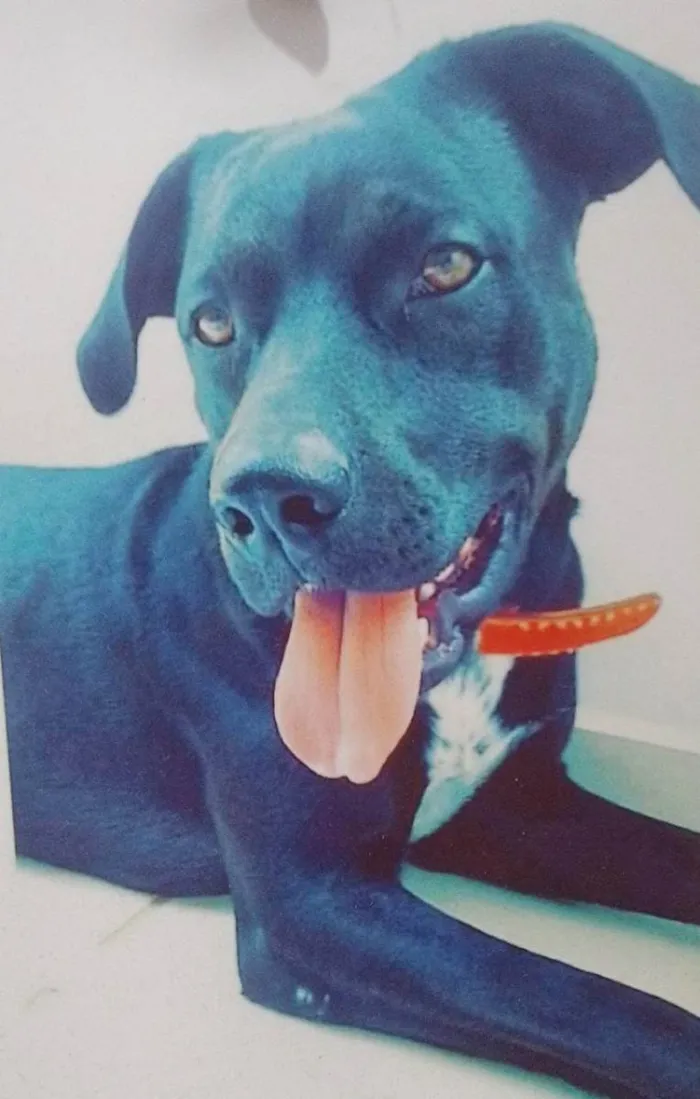Cachorro ra a Labrador misturado com Pitbull idade 6 ou mais anos nome Billy