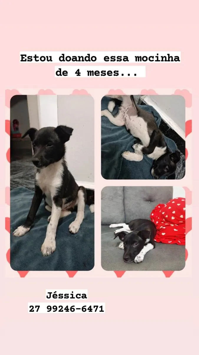 Cachorro raça SRD idade 2 a 6 meses nome Pretinha 