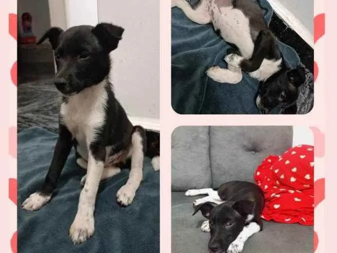 Cachorro raça SRD idade 2 a 6 meses nome Pretinha 