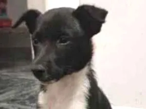 Cachorro raça SRD idade 2 a 6 meses nome Pretinha 