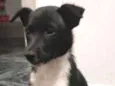 Pretinha