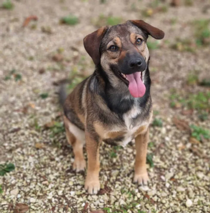 Cachorro ra a SRD idade 2 anos nome COLOMBINA