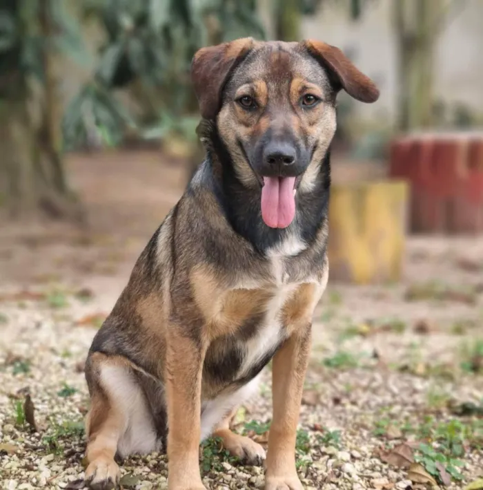 Cachorro ra a SRD idade 2 anos nome COLOMBINA