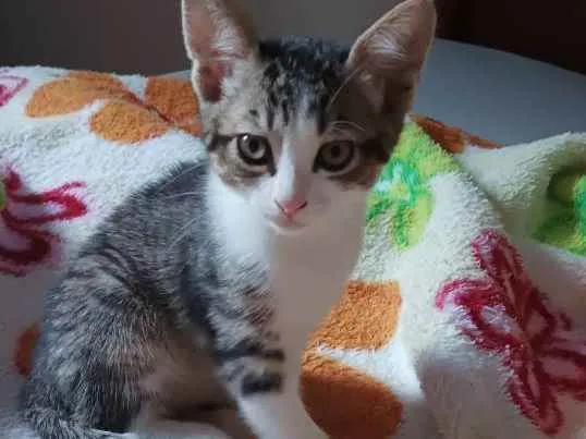 Gato ra a Tigrado idade 2 a 6 meses nome James e Rosita